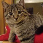 Zuhause gesucht