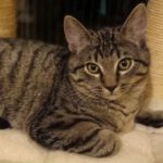 Zuhause gesucht