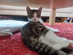 Zuhause gesucht