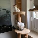Zuhause gesucht