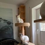 Zuhause gesucht