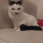 Zuhause gesucht