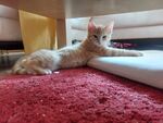 Zuhause gesucht