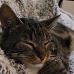 Zuhause gesucht