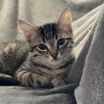 Ilvy