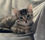 Zuhause gesucht