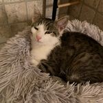 Zuhause gesucht
