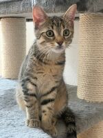 Zuhause gesucht