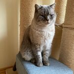 Zuhause gesucht